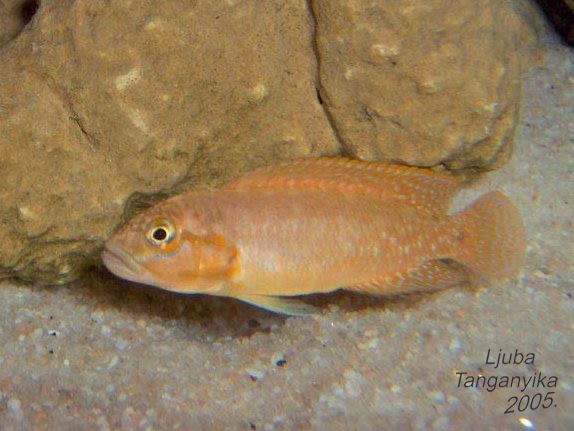Telmatochromis sp. 'dhonti orange'